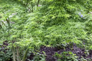 Acer palm. 'Seiryu' - 40-50 CM C7.5 - image 2