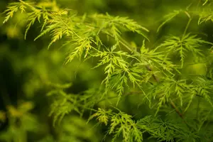 Acer palm. 'Seiryu' - 300-350 CM C180 - image 3