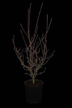 Acer palm. 'Shaina' - 100-125 CM C20 - image 1