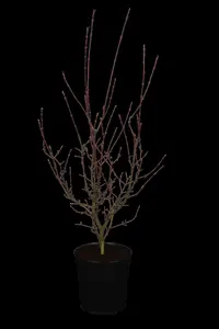 Acer palm. 'Shaina'