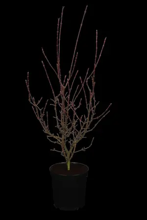 Acer palm. 'Shaina' - 40-50 CM C6.5 - image 1