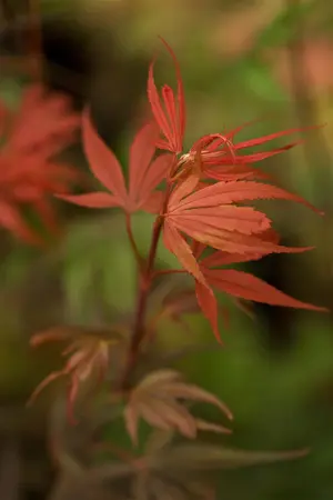 Acer palm. 'Shaina' - 30-40 CM C3 - image 3