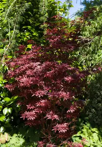 Acer palm. 'Shaina' - 30-40 CM C6 - image 3