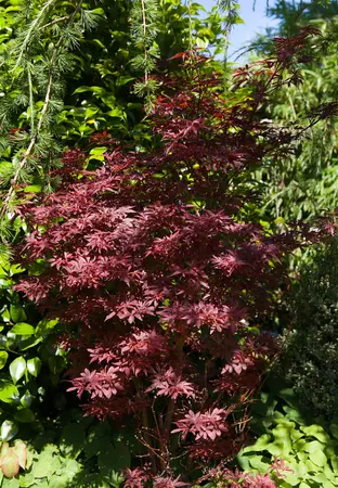 Acer palm. 'Shaina' - 60 CM STEM C15 - image 1