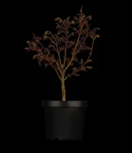 Acer palm. 'Shaina' - 25-30 CM C2 - image 2