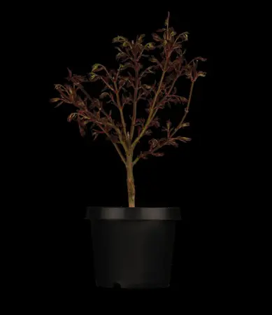 Acer palm. 'Shaina' - 40-50 CM C3 - image 2