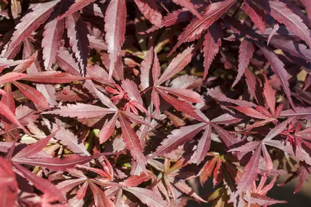 Acer palm. 'Shaina' - 30-40 CM C6 - image 5
