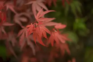 Acer palm. 'Shaina' - 50-60 CM C6.5 - image 4