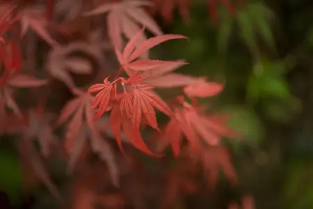 Acer palm. 'Shaina' - 30-40 CM C3 - image 4