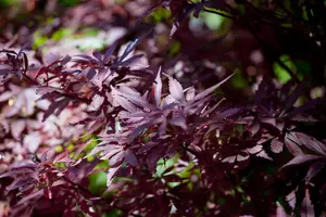 Acer palm. 'Shaina' - 30-40 CM C3 - image 5