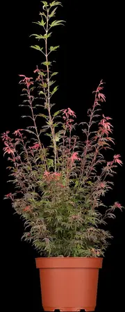 Acer palm. 'Shaina' - 30-40 CM C6 - image 4