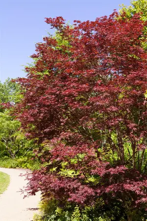 Acer palm. 'Trompenburg' - MULTISTEM 200-250 CM C45 - image 4