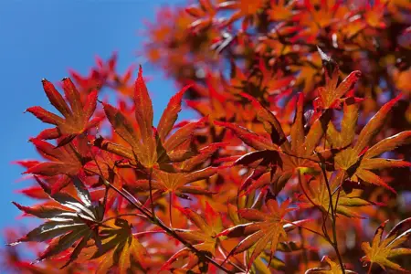 Acer palm. 'Trompenburg' - P8 - image 1