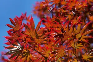 Acer palm. 'Trompenburg'