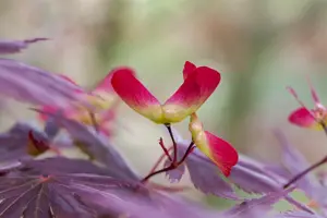 Acer palm. 'Trompenburg' - P8 - image 5