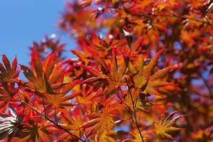 Acer palm. 'Trompenburg' - 200-250 CM C50 - image 2