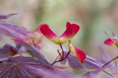Acer palm. 'Trompenburg' - 200-250 CM C60 - image 5