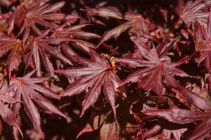Acer palm. 'Trompenburg' - 140-160 CM C50 - image 3