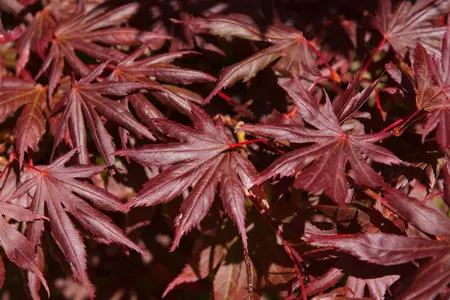 Acer palm. 'Trompenburg' - 175-200 CM C35 - image 3