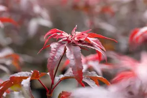 Acer palm. 'Twombly's Red Sentinel'