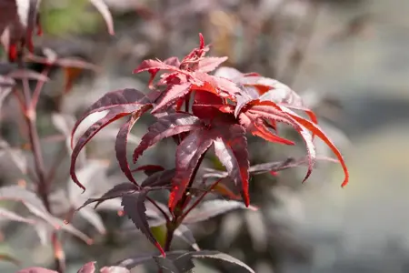 Acer palm. 'Twombly's Red Sentinel' - 30-40 CM C2 - image 2