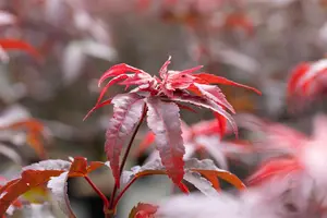 Acer palm. 'Twombly's Red Sentinel' - 125-150 CM C35 - image 1