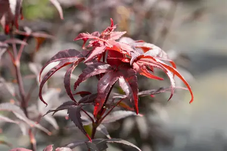 Acer palm. 'Twombly's Red Sentinel' - 175-200 CM C50 - image 2
