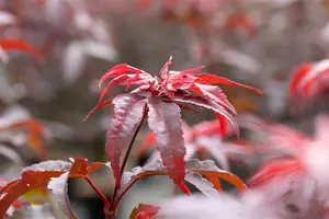 Acer palm. 'Twombly's Red Sentinel' - Liners bare root - image 1