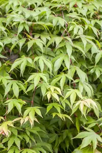 Acer palmatum - 200-250 CM C5 WHIP - image 4