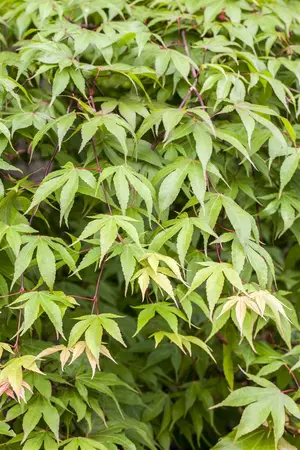 Acer palmatum - 60-80 CM C10 - image 4