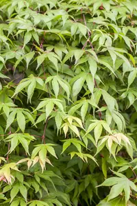 Acer palmatum - 60-80 CM C10 - image 4