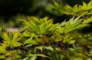 Acer palmatum - 60-80 CM C10 - image 3