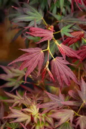 Acer palmatum 'Aratama' - 60 CM STEM C15 - image 4