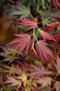 Acer palmatum 'Aratama' - 60 CM STEM C15 - image 4