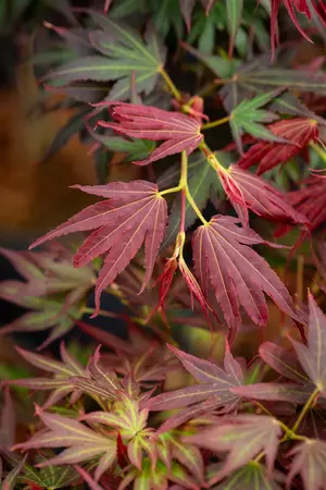 Acer palmatum 'Aratama' - 50-60 CM C7.5 - image 3