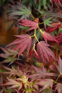 Acer palmatum 'Aratama' - 50-60 CM C7.5 - image 3
