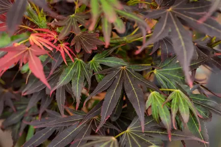 Acer palmatum 'Aratama' - 60 CM STEM C15 - image 5