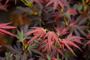 Acer palmatum 'Aratama' - 50-60 CM C7.5 - image 5