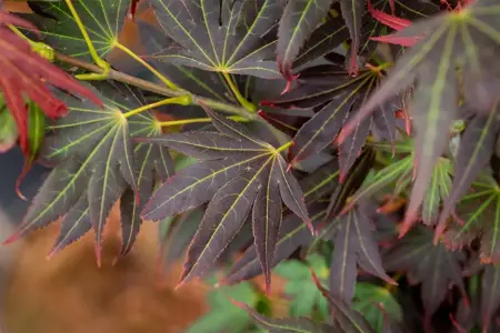 Acer palmatum 'Aratama' - 60 CM STEM C15 - image 2