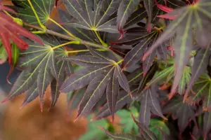 Acer palmatum 'Aratama' - 60 CM STEM C15 - image 2