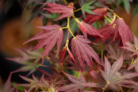Acer palmatum 'Aratama' - 60 CM STEM C15 - image 3