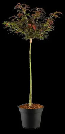 Acer palmatum 'Aratama' - 60 CM STEM C15 - image 1