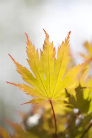 Acer palmatum 'Ariadne' - 125-150 CM C20 - image 2