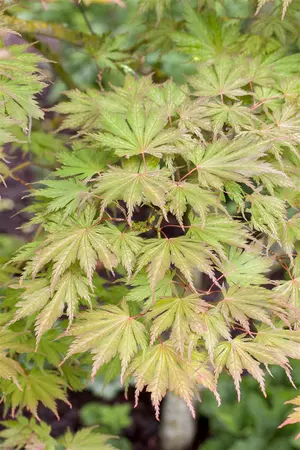 Acer palmatum 'Ariadne' - 200-250 CM C130 - image 5