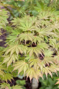 Acer palmatum 'Ariadne' - 200-250 CM C130 - image 5