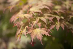 Acer palmatum 'Ariadne' - 125-150 CM C20 - image 3