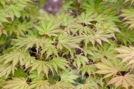Acer palmatum 'Ariadne' - 125-150 CM C20 - image 4