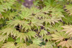 Acer palmatum 'Ariadne' - 125-150 CM C20 - image 4