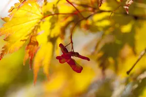 Acer palmatum 'Ariadne'