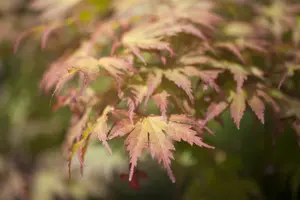 Acer palmatum 'Ariadne' - 200-250 CM C130 - image 3